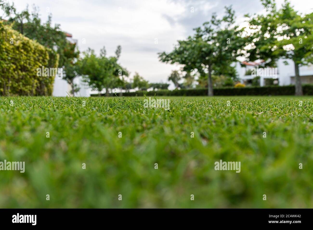 Niedrige Sicht im Gras mit Blick auf den Garten im Sommer Stockfoto