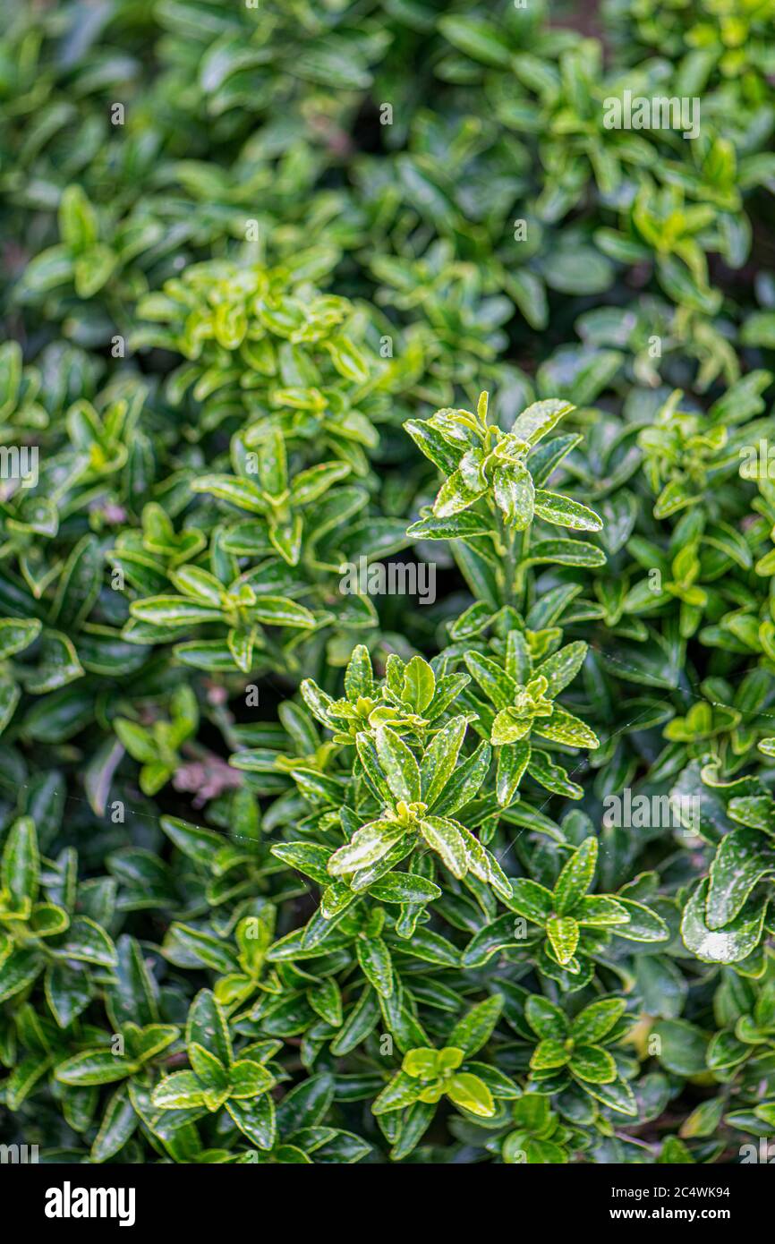 Euonymus japonicus oder japanischer Euonymus grün und gelb Strauchpflanze in einem Garten Stockfoto