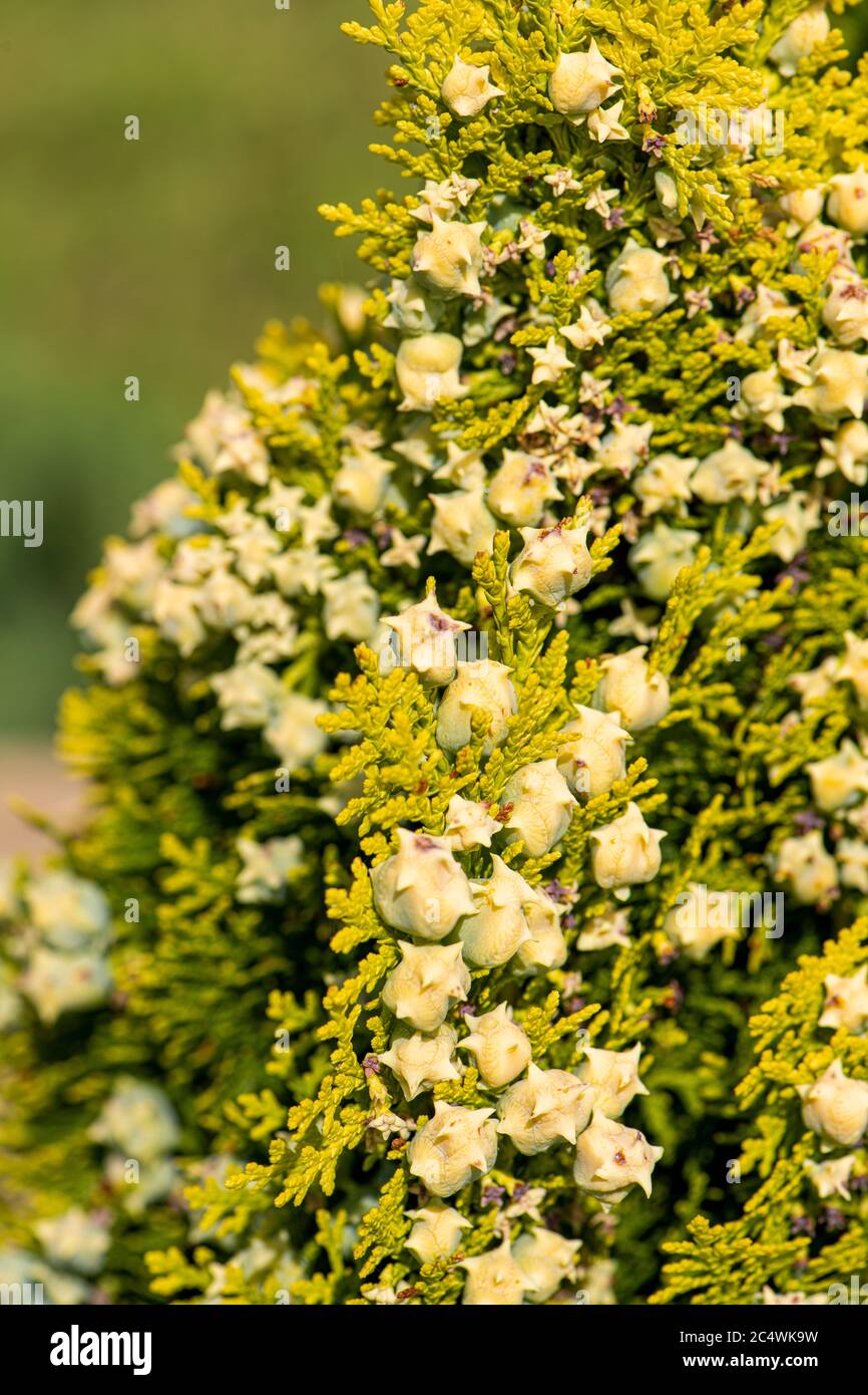 Mahonia aquifolium. Leuchtend gelbe Blüten eines Mahonia japonica Busches. Stockfoto