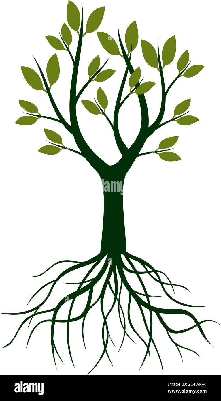 Grüner Baum mit Blättern und Wurzel. Vektordarstellung. Pflanzen Sie im Garten. Stock Vektor