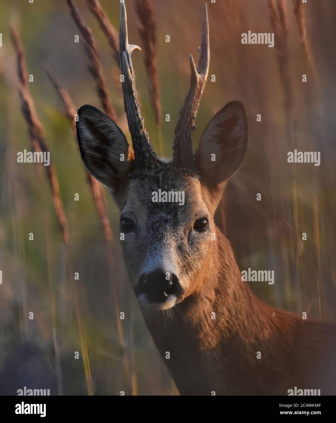 Nahaufnahme eines männlichen europäischen Rehe (Capreolus capreolus) bei Sonnenuntergang. Stockfoto