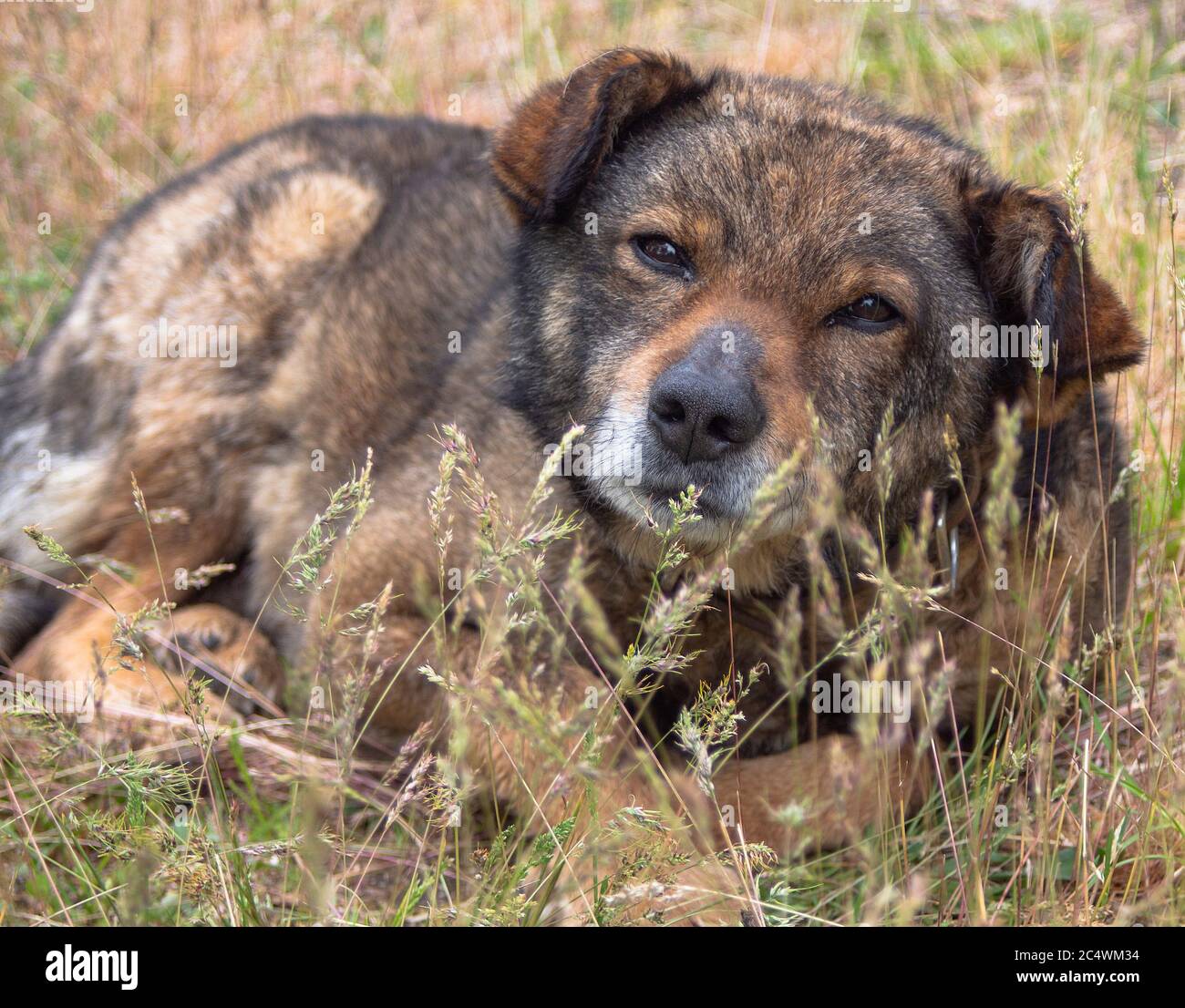 Porträt eines traurigen verlassenen Hundes, der im Gras liegt. Stockfoto