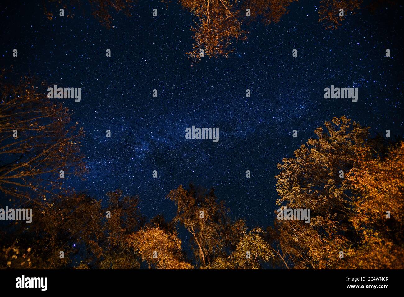 Dunkelblauer Sternenhimmel über dem geheimnisvollen Herbstwald mit orangefarbenen und gelben Bäumen. Langzeitbelichtung Foto von Milchstraße Sterne in den Wäldern Stockfoto