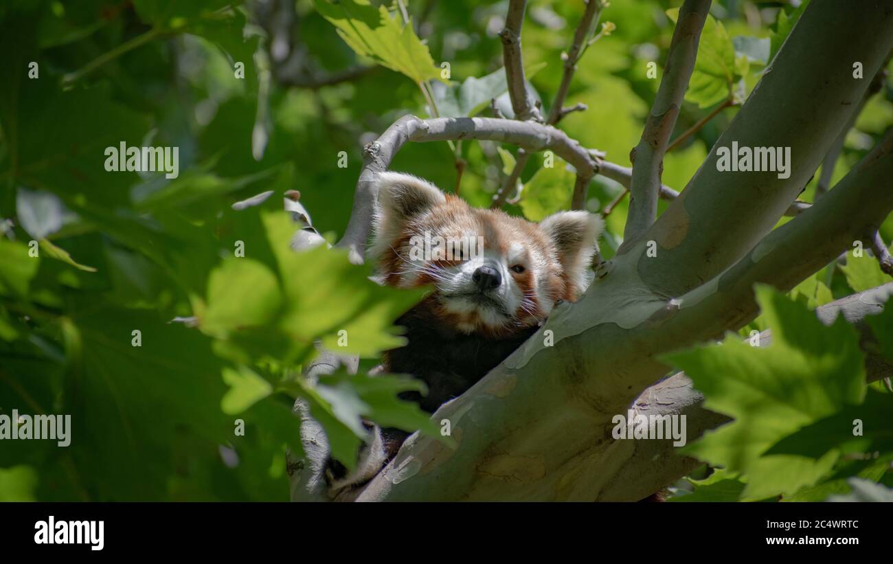 Ein roter Panda schleicht sich von den Bäumen aus die Kamera an Stockfoto