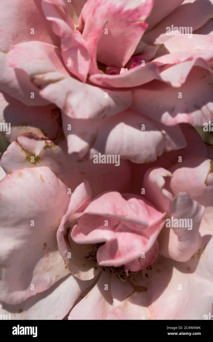 Rosa offene Rosenblüte im Sommer mit weichem Hintergrund Stockfoto