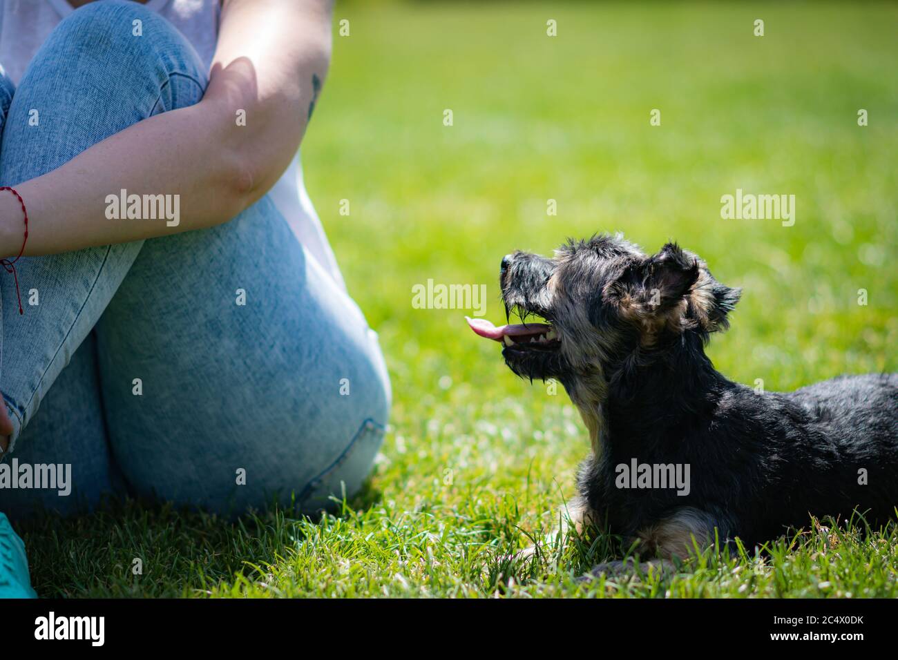 Schöne yorkshire posiert und spielt schön in einem Garten mit Gras und Bäumen. Stockfoto