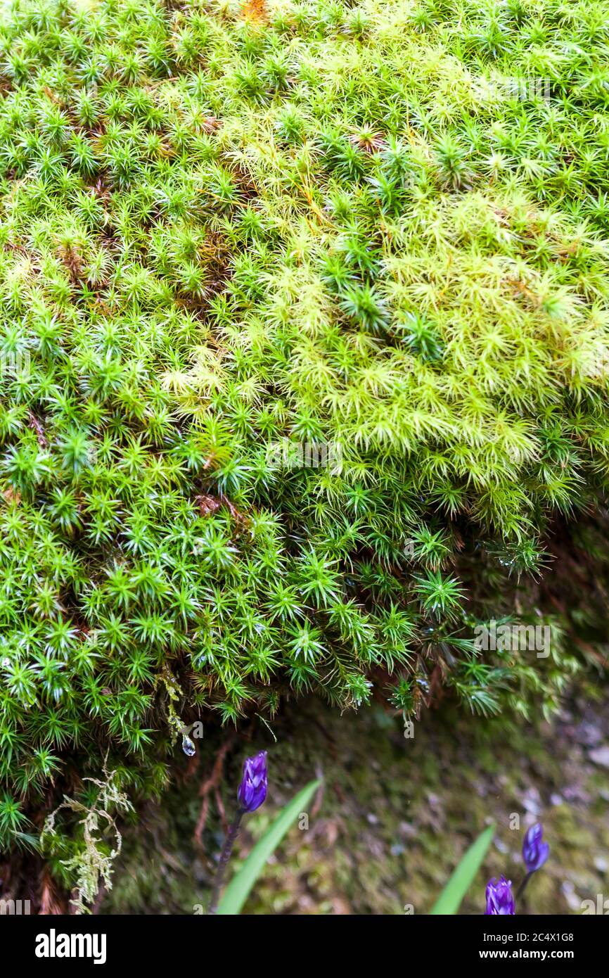 Nahaufnahme eines üppigen Moosbettes (Polytrichum commune oder gemeine Haarmütze), in Trewidden Garden, West Cornwall, England, Großbritannien Stockfoto