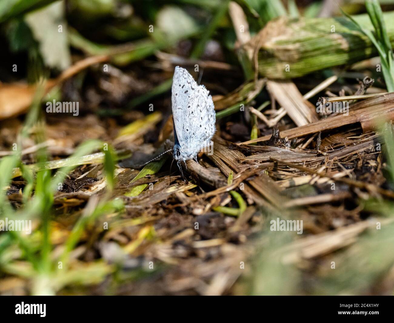 Ein Holly Blue Schmetterling, Celastrina argiolus, ruht auf dem Waldboden in einem Park in der Nähe von Yokohama, Japan. Stockfoto