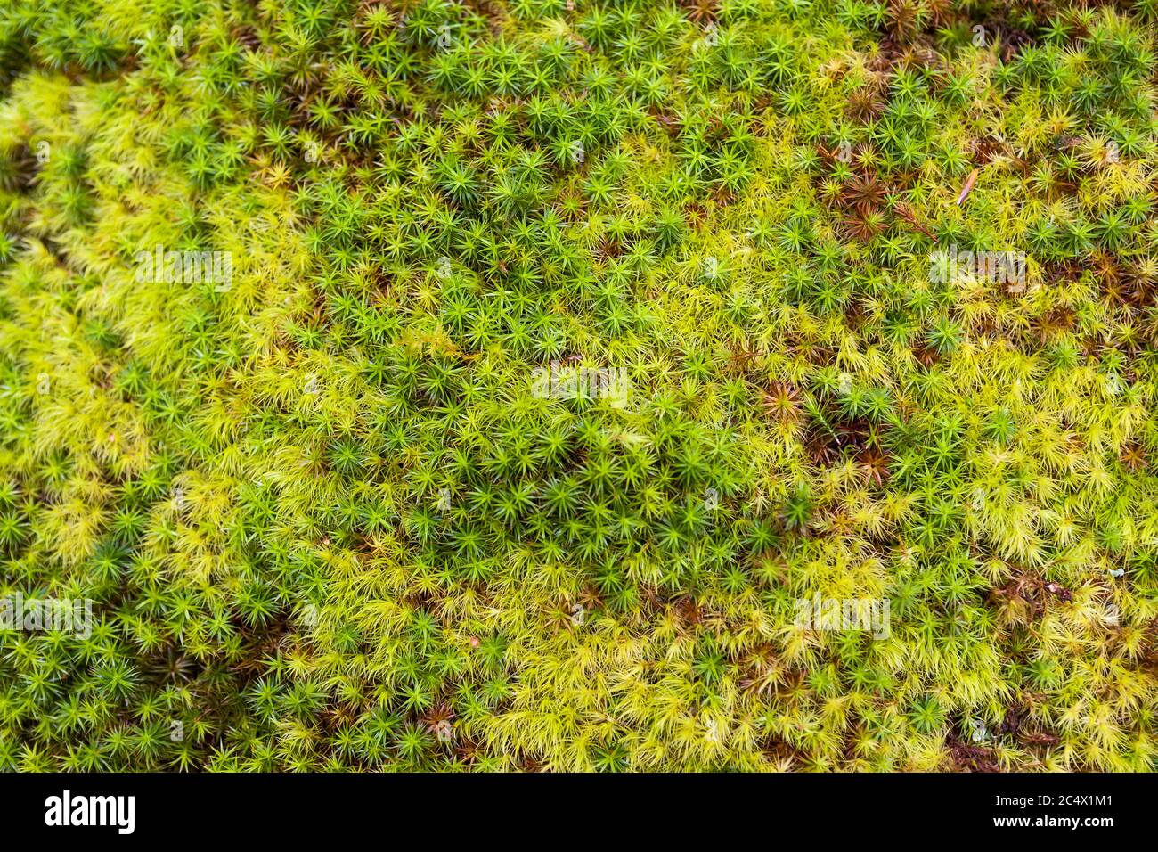 Nahaufnahme eines üppigen Moosbettes (Polytrichum commune oder gemeine Haarmütze), in Trewidden Garden, West Cornwall, England, Großbritannien Stockfoto
