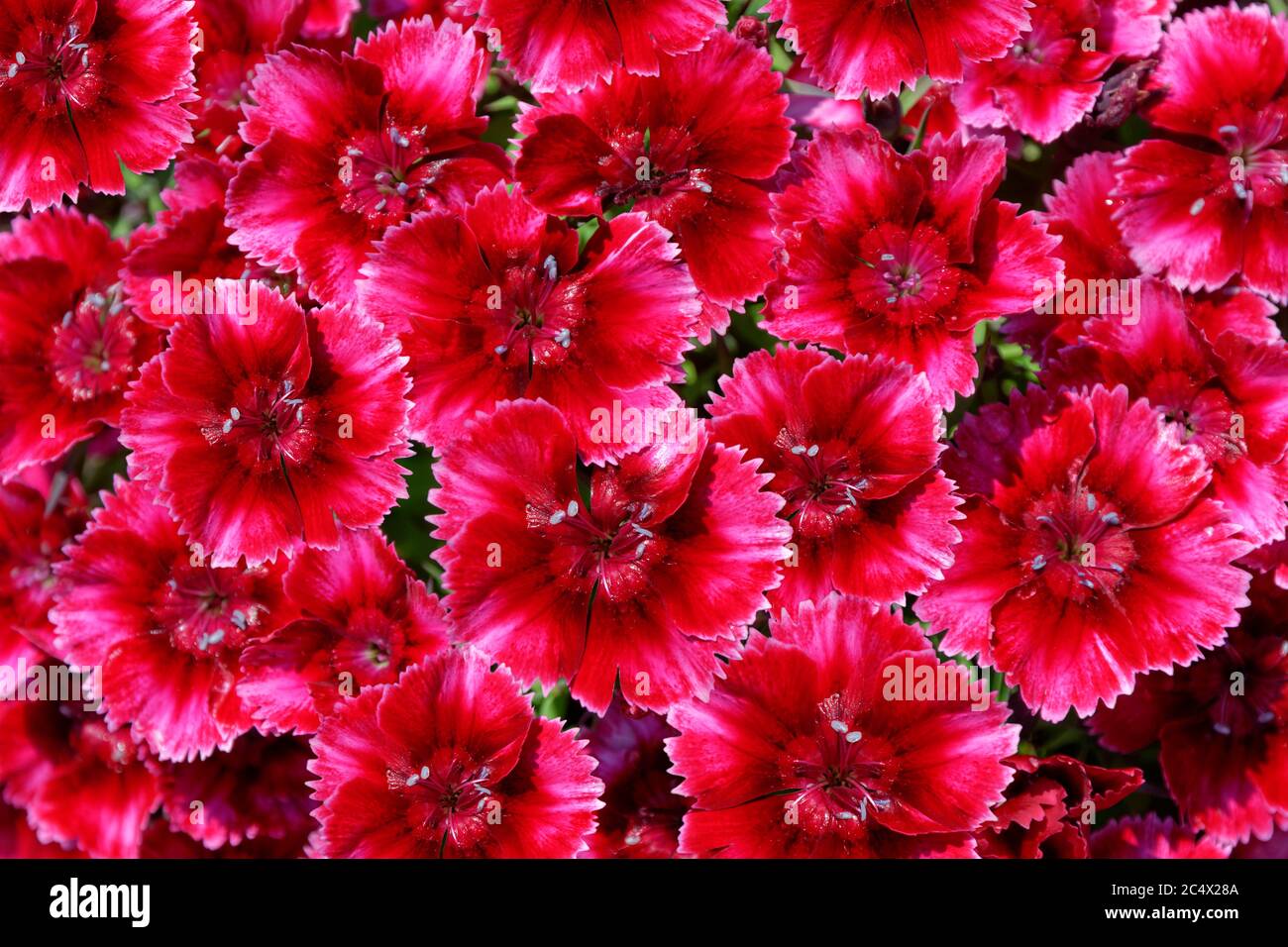 Pink Flower Group in der Klassifikation Dianthus. Stockfoto