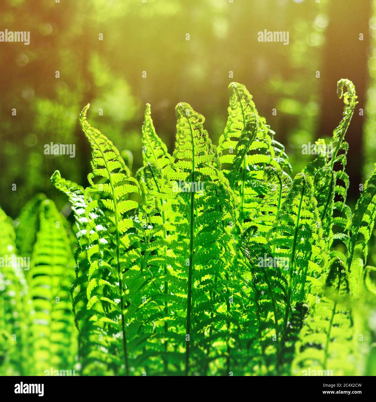 Ein schöner Farn am Morgen der Wald im Frühjahr. Natürlicher Hintergrund Stockfoto