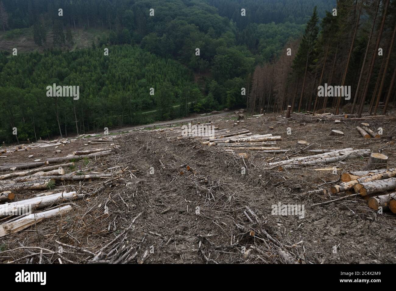 Waldernterspuren führen durch eine klare Schnittfläche im Wald, Walddieback, Fichtendieback nach Rindenkäfer-Angriff, Sauerland, Deutsch Stockfoto