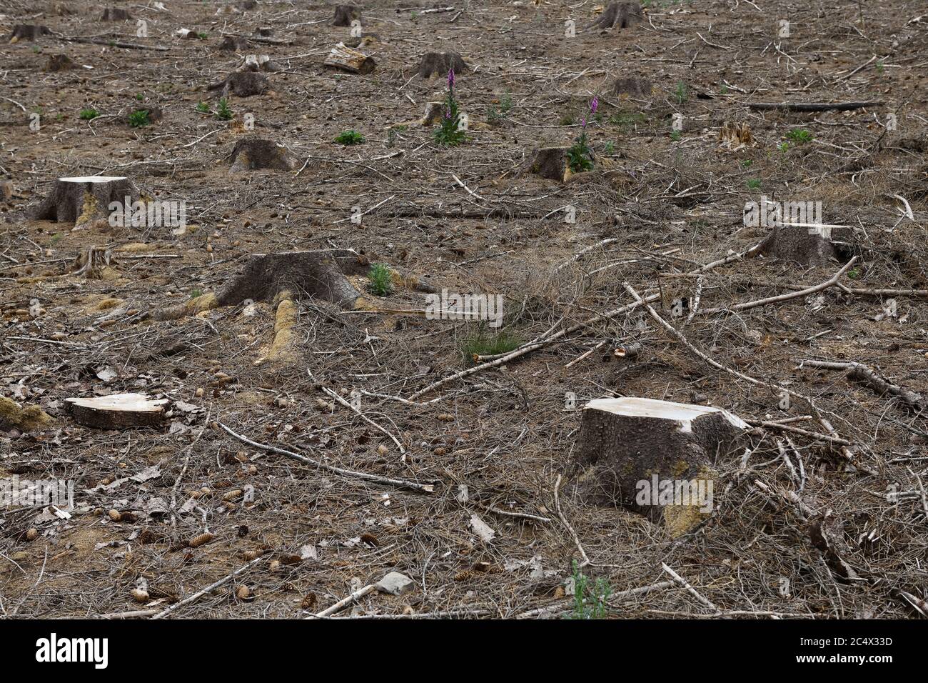 Baumstümpfe von Fichten nach dem freien Schneiden wegen Waldeinschlag, trockener Waldboden, Sauerland, Nordrhein-Westfalen; Deutschland, Europa. Stockfoto