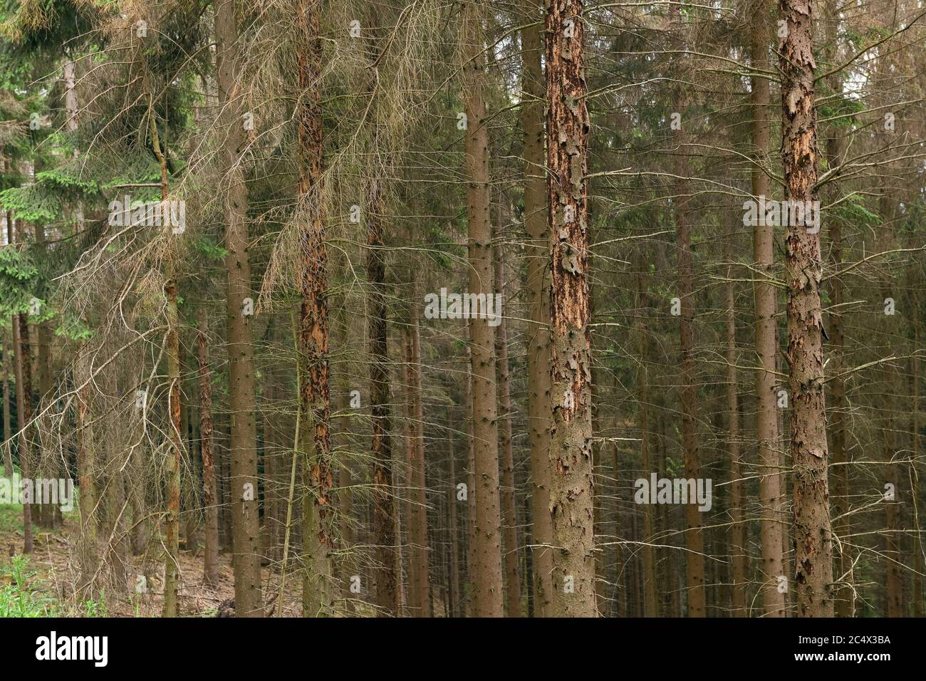 Tote Bäume, tote Fichtenstämme, Waldschäden durch Dürre und Rindenkäfer-Angriff, Sauerland, Nordrhein-Westfalen, Deutschland. Stockfoto