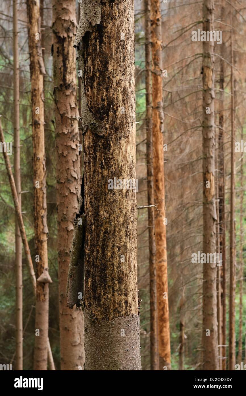 Tote Bäume, tote Fichtenstämme, Waldschäden durch Dürre und Rindenkäfer-Angriff, Sauerland, Nordrhein-Westfalen, Deutschland. Stockfoto