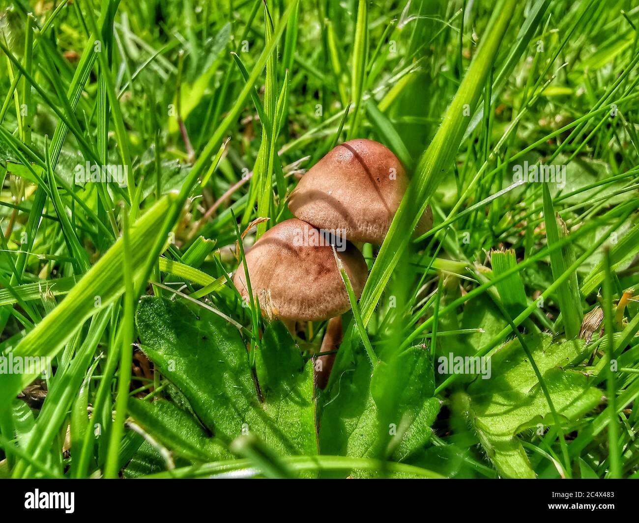 Nahaufnahme von braunen Pilzen, die im tiefgrünen Gras wachsen als Hintergrund. Stockfoto