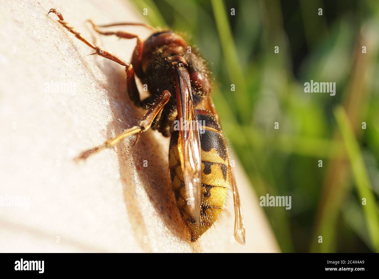 Hornet Sting Makro Detail Foto Stockfoto