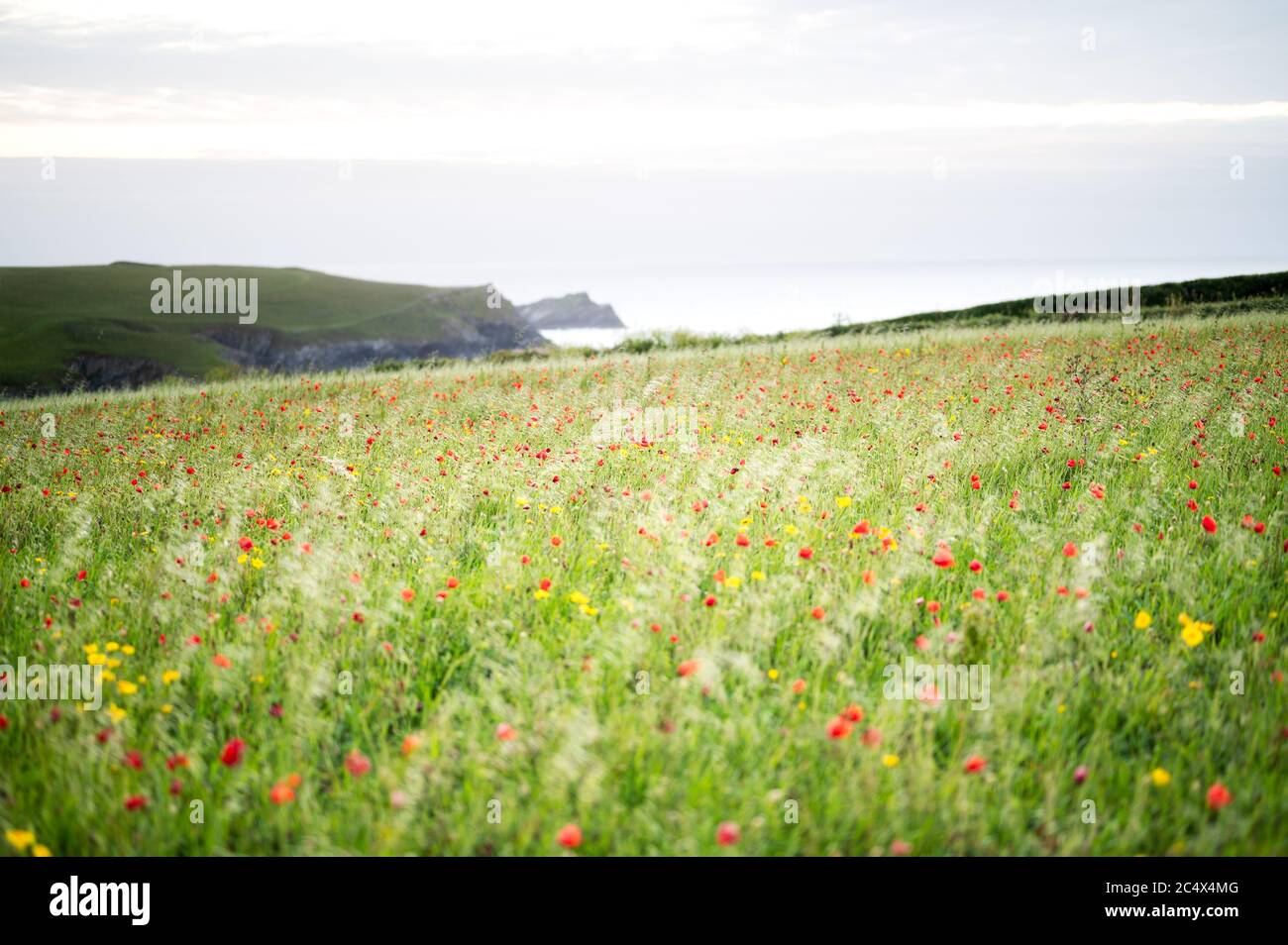 Die Mohnblumen in voller Blüte in West Entire, Cornwall, Großbritannien Stockfoto