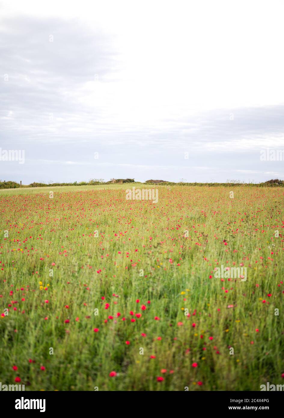 Die Mohnblumen in voller Blüte in West Entire, Cornwall, Großbritannien Stockfoto
