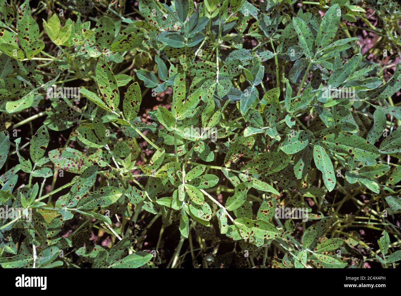 Late-Leaf-Fleck (Mycosphaerella berkleyi) Symptome auf einer Erdnussernte, North Carolina, USA, Mai Stockfoto