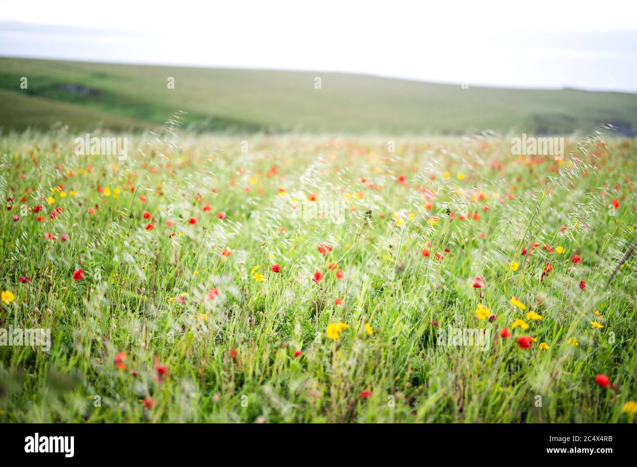 Die Mohnblumen in voller Blüte in West Entire, Cornwall, Großbritannien Stockfoto