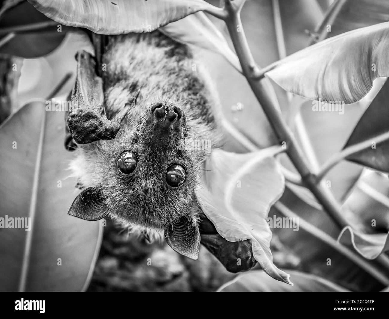 Obstbat (Mono) Stockfoto