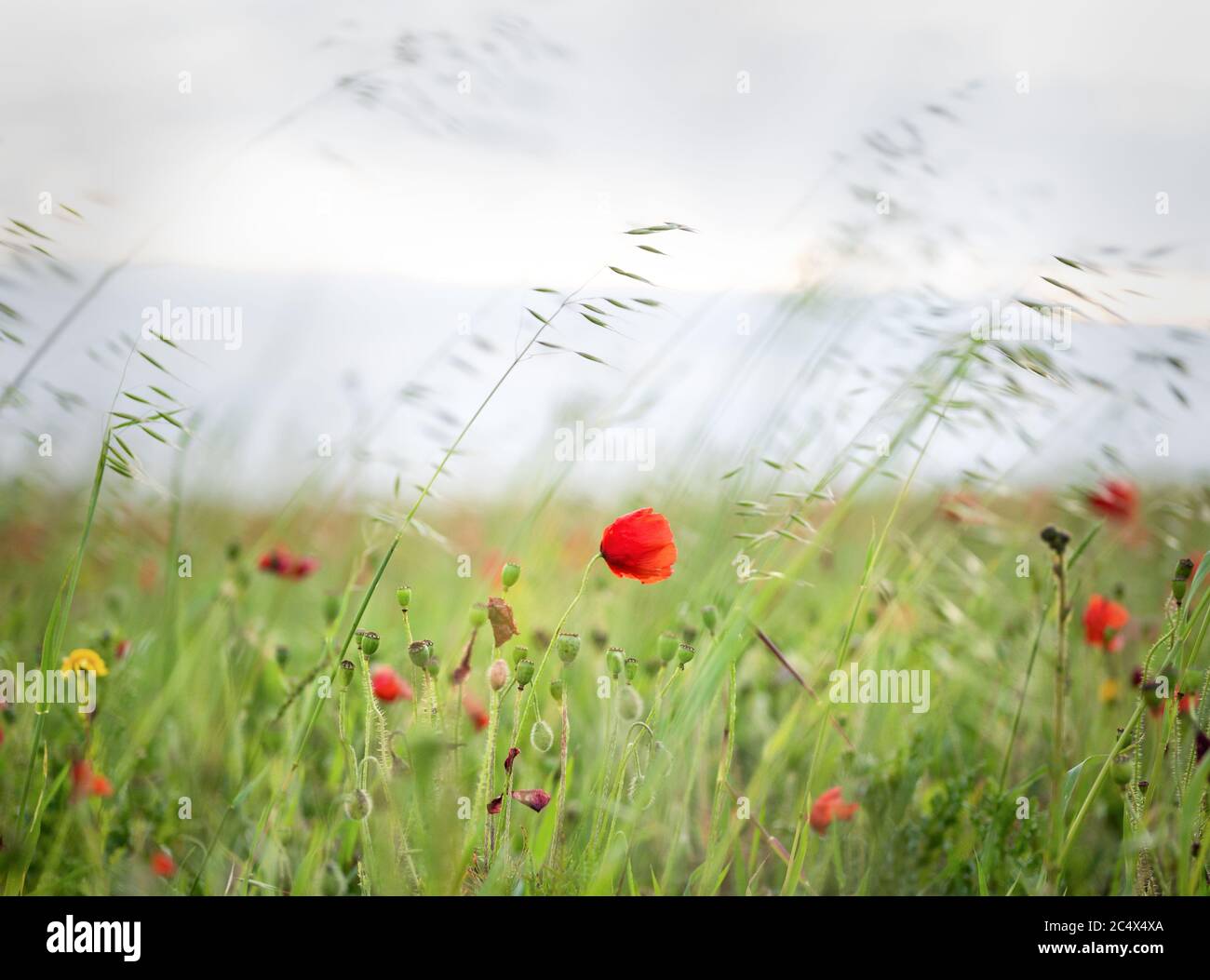 Die Mohnblumen in voller Blüte in West Entire, Cornwall, Großbritannien Stockfoto