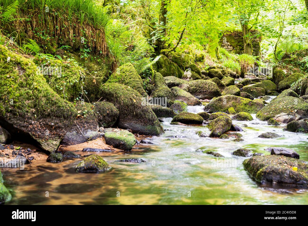 Kennall Vale Nature Reserve, Cornwall, Großbritannien Stockfoto