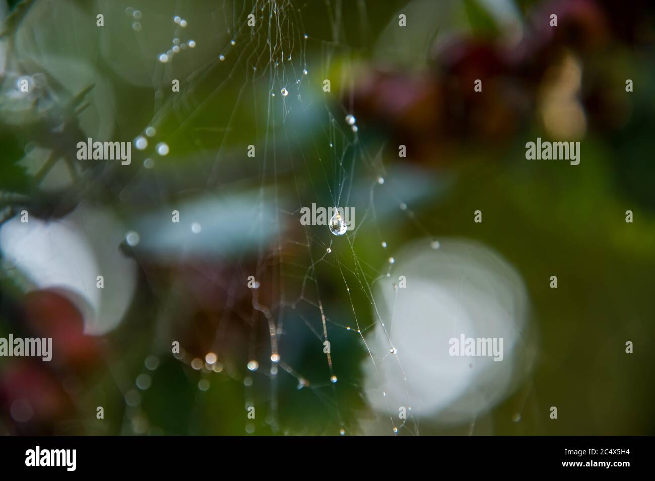 Kristallklare Wassertropfen auf einem Spinnennetz auf einem verschwommenen Hintergrund. Stockfoto