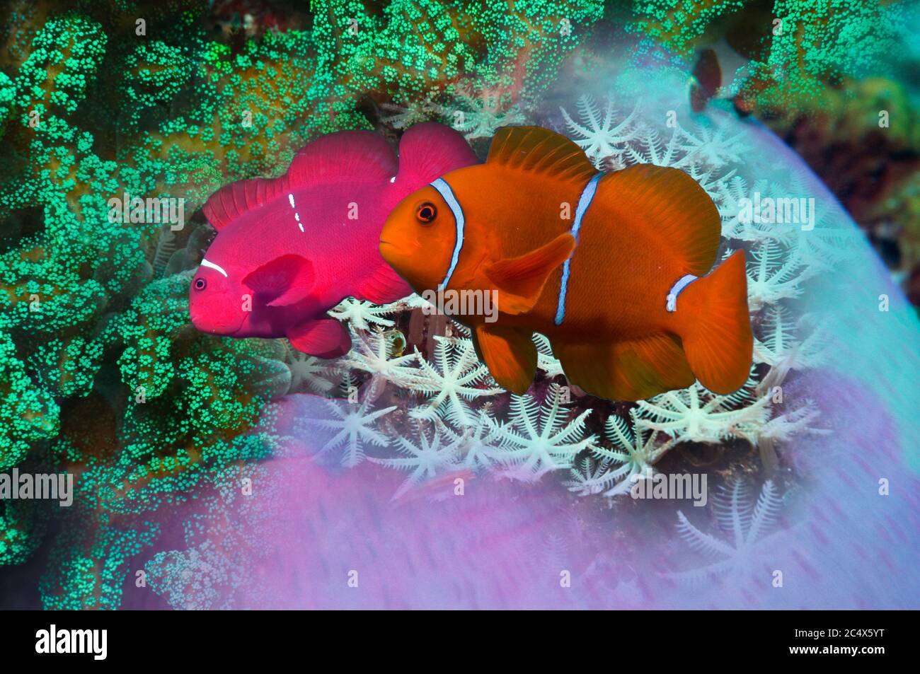 Spinecheek-Anemonefisch [Premnas biaculeatus]. Raja Ampat, West Papua, Indonesien. Stockfoto