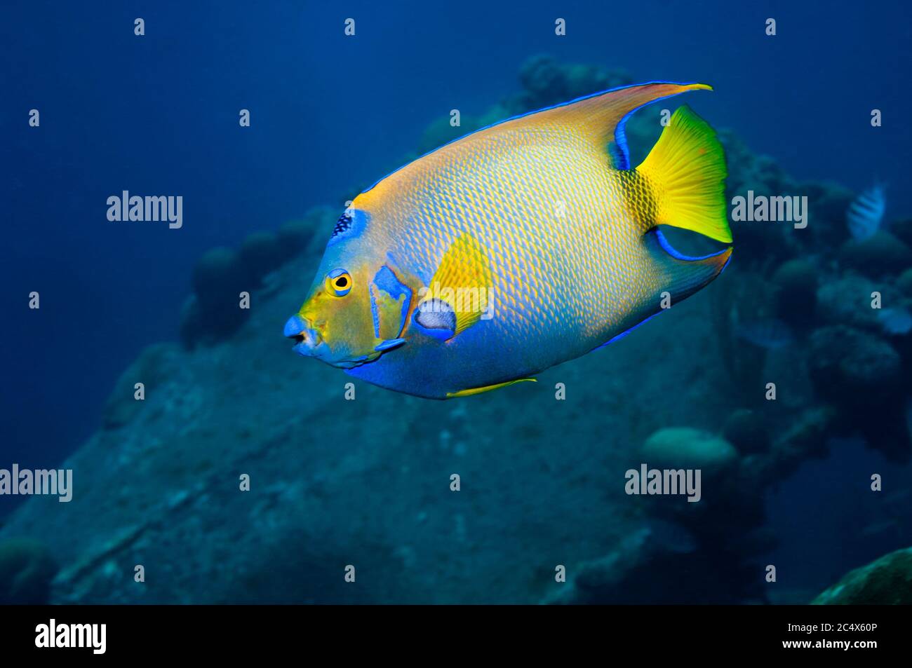 Königin-Kaiserfisch (Holocanthus Ciliaris).  Bonaire, Niederländische Antillen, Karibik, Atlantik. Stockfoto