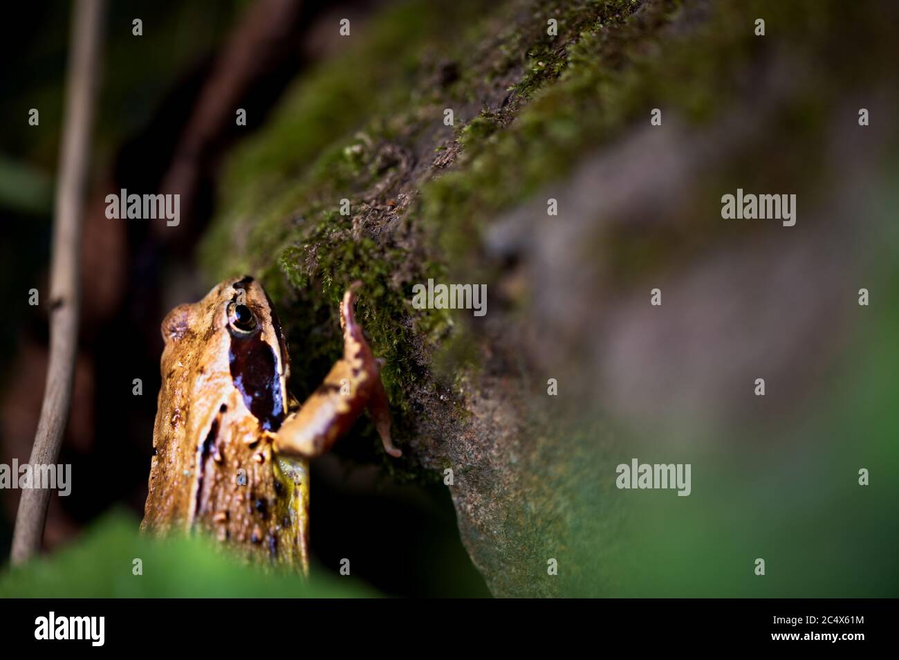 Ein Porträt eines Moorfrosches Rana arvalis Stockfoto