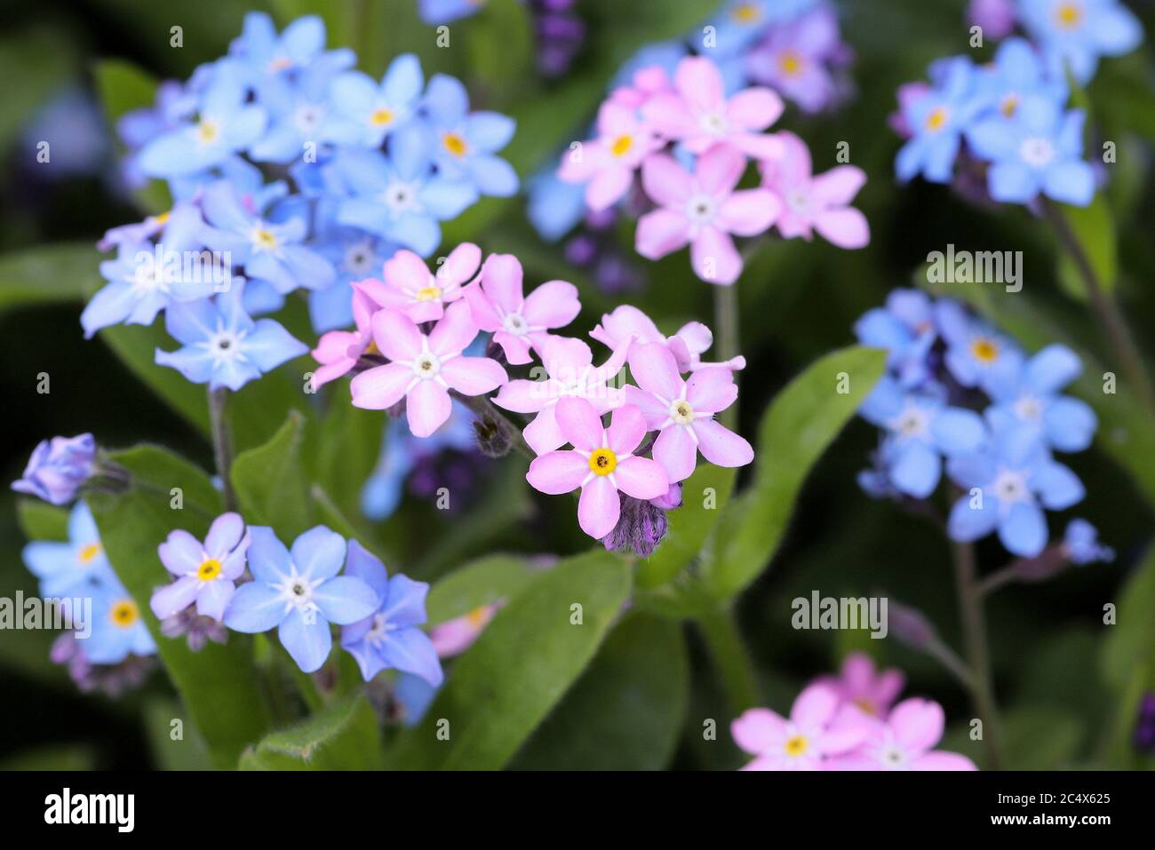 Vergiss mich nicht Blumen in rosa und blau Makro Stockfoto