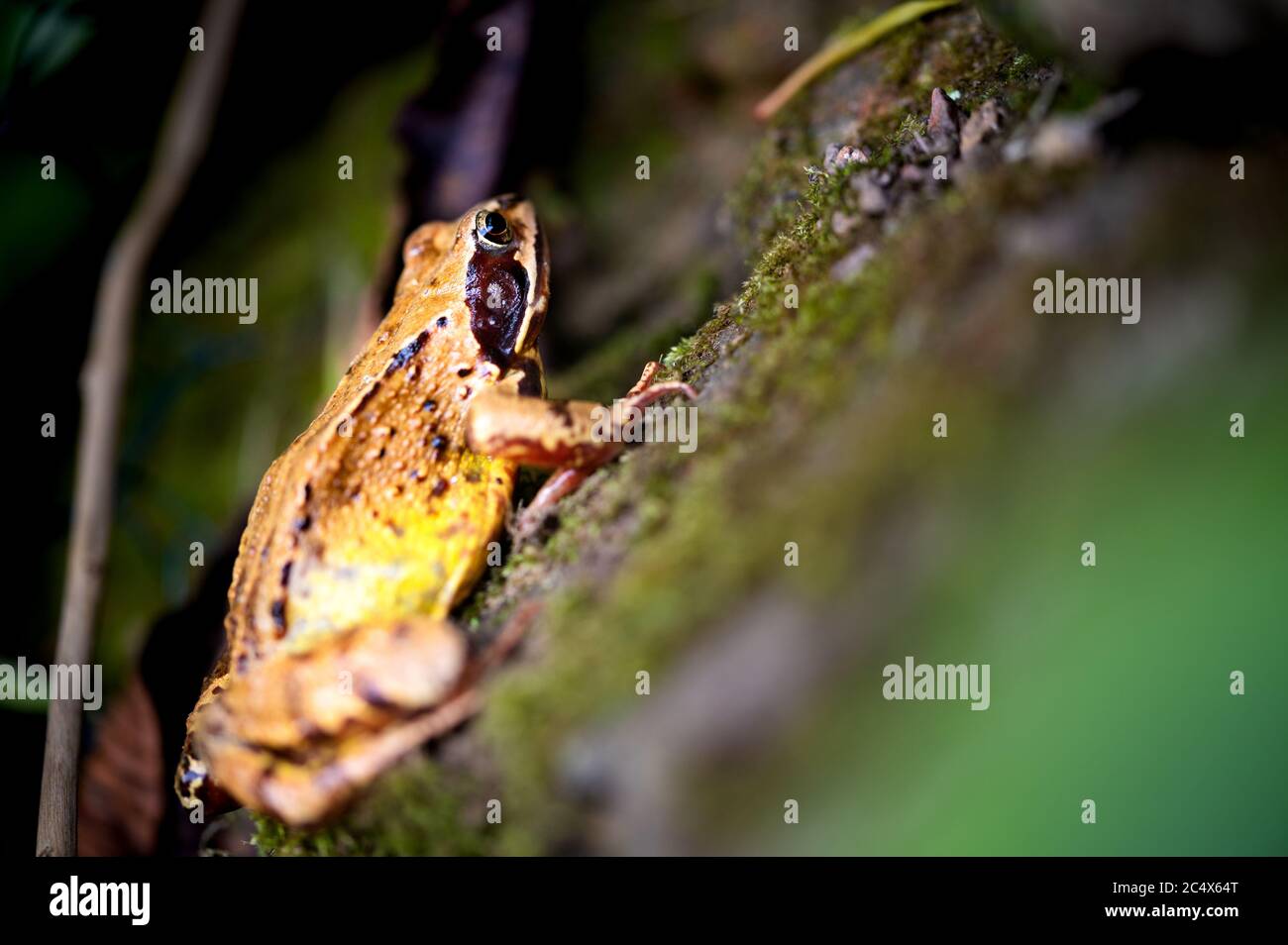 Ein Porträt eines Moorfrosches Rana arvalis Stockfoto