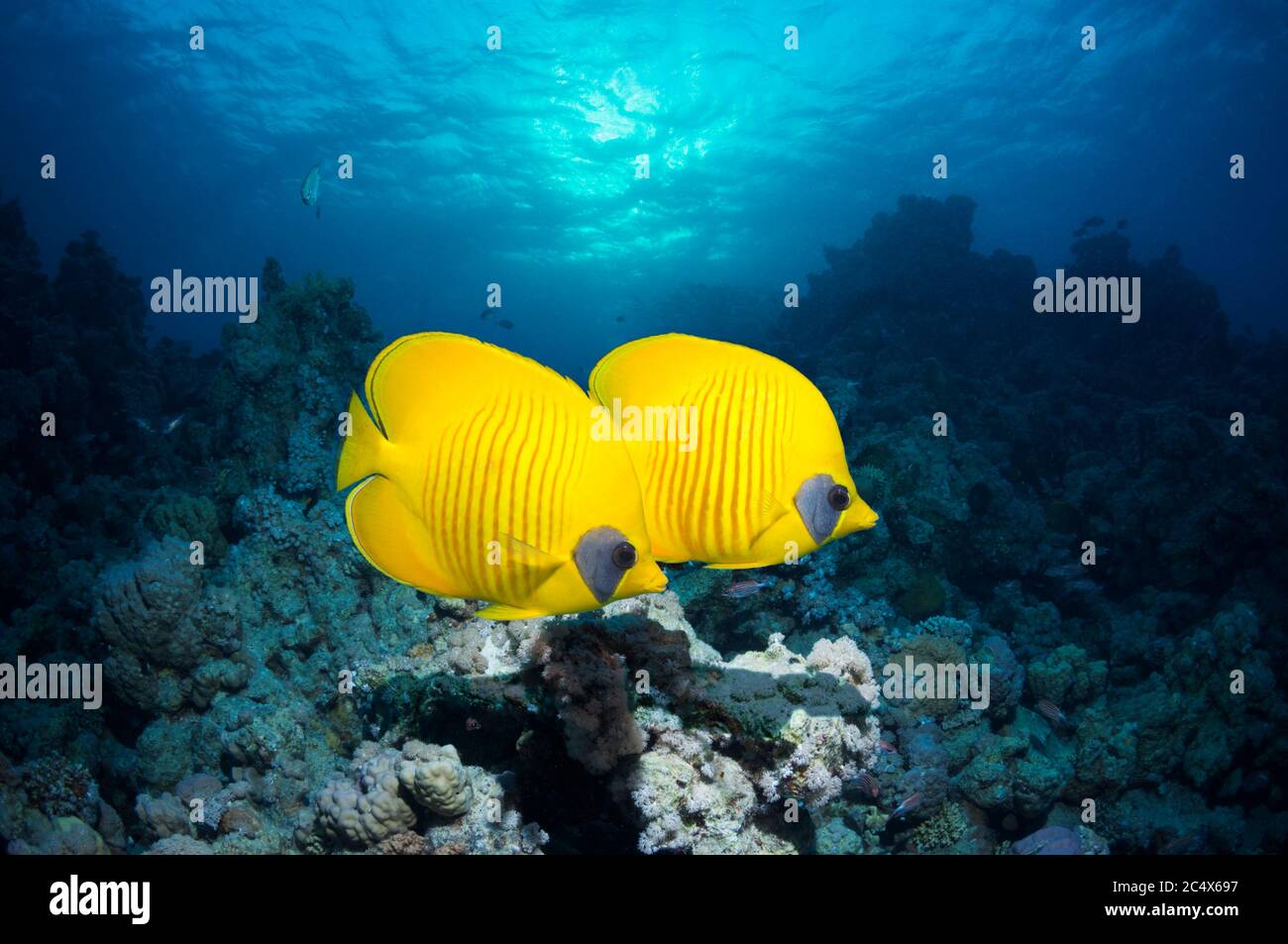 Goldbutterflyfish (Chaetodon semilarvatus) schwimmend über Korallenriff. Rotes Meer, Ägypten. Stockfoto