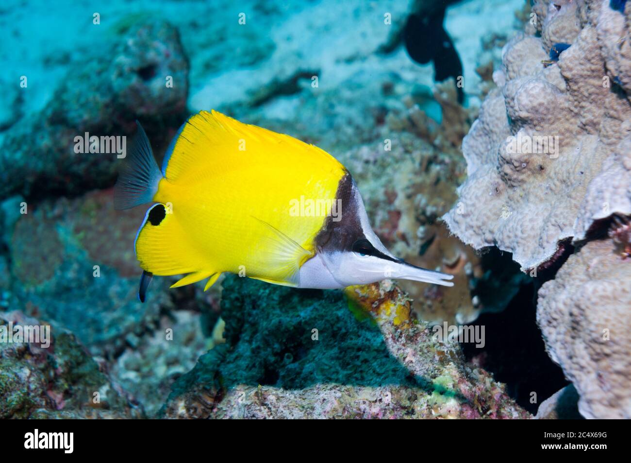 Gelber Langnasenbutterfisch oder Langnasenbutterfisch (Forcipiger flavissimus). Andamanensee, Thailand. Indo-Pazifik. Stockfoto