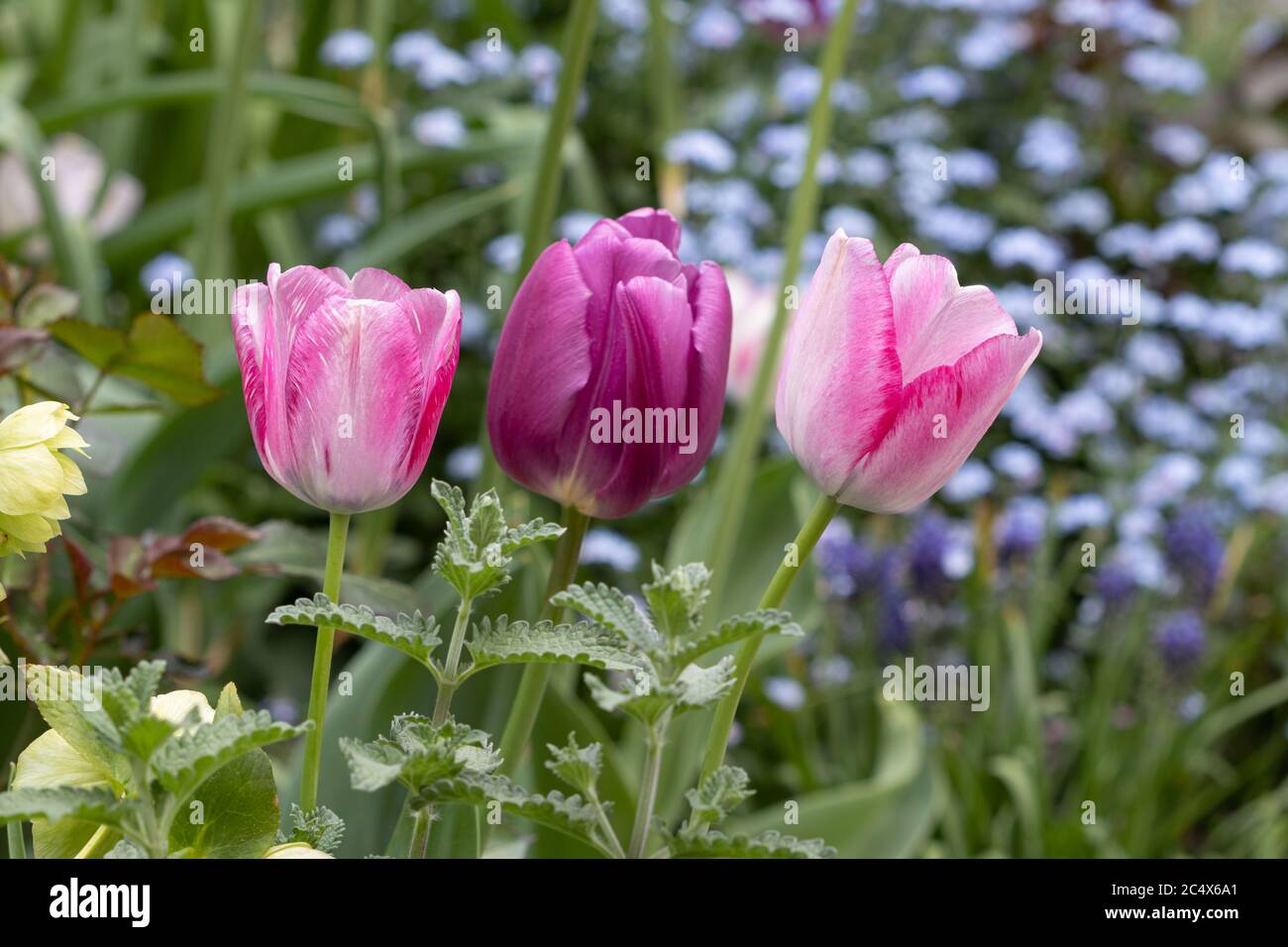 Schneetropfen im Frühling Garten Makro Stockfoto
