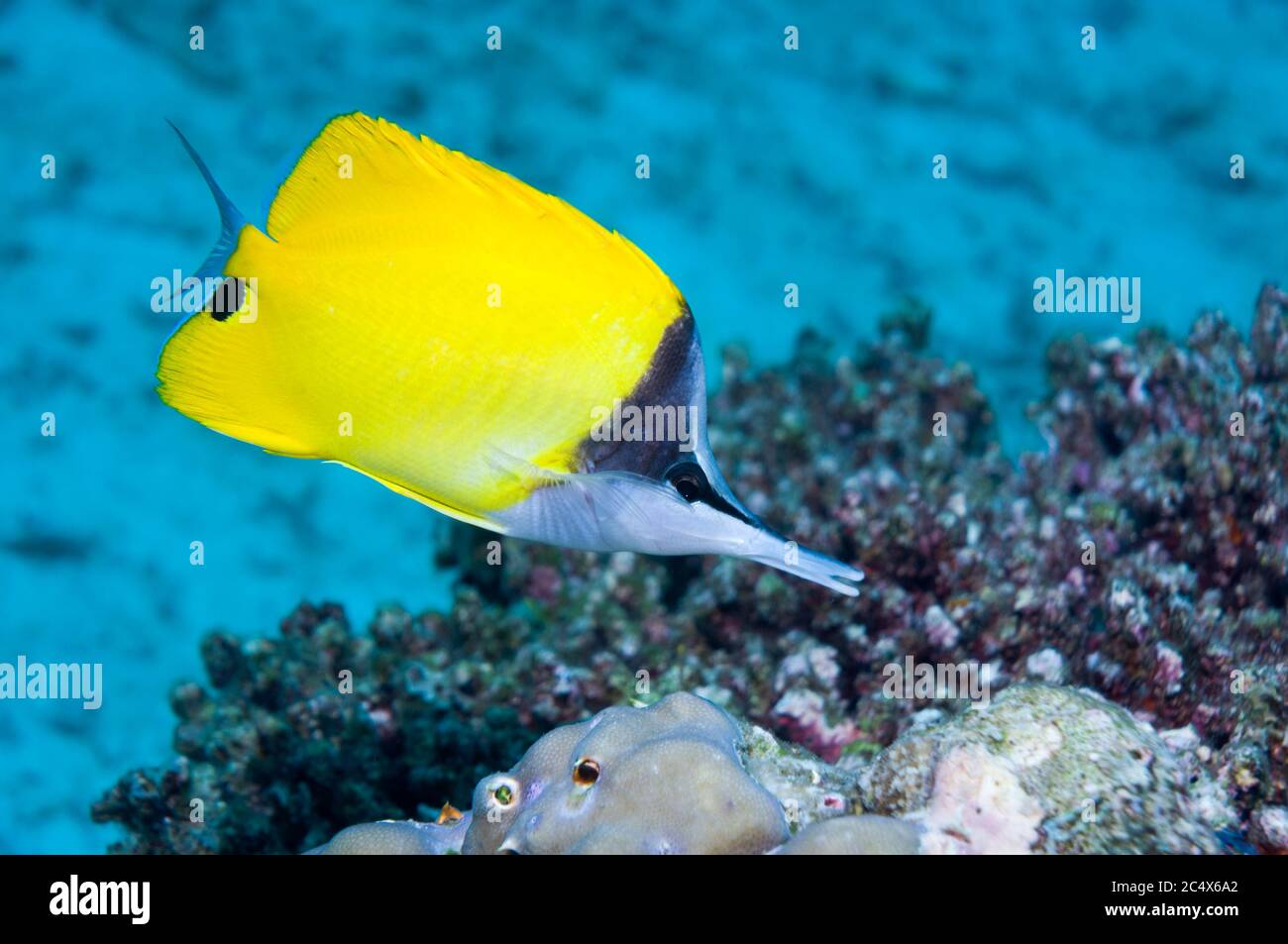Gelber Langnasenbutterfisch oder Langnasenbutterfisch (Forcipiger flavissimus). Andamanensee, Thailand. Indo-Pazifik. Stockfoto