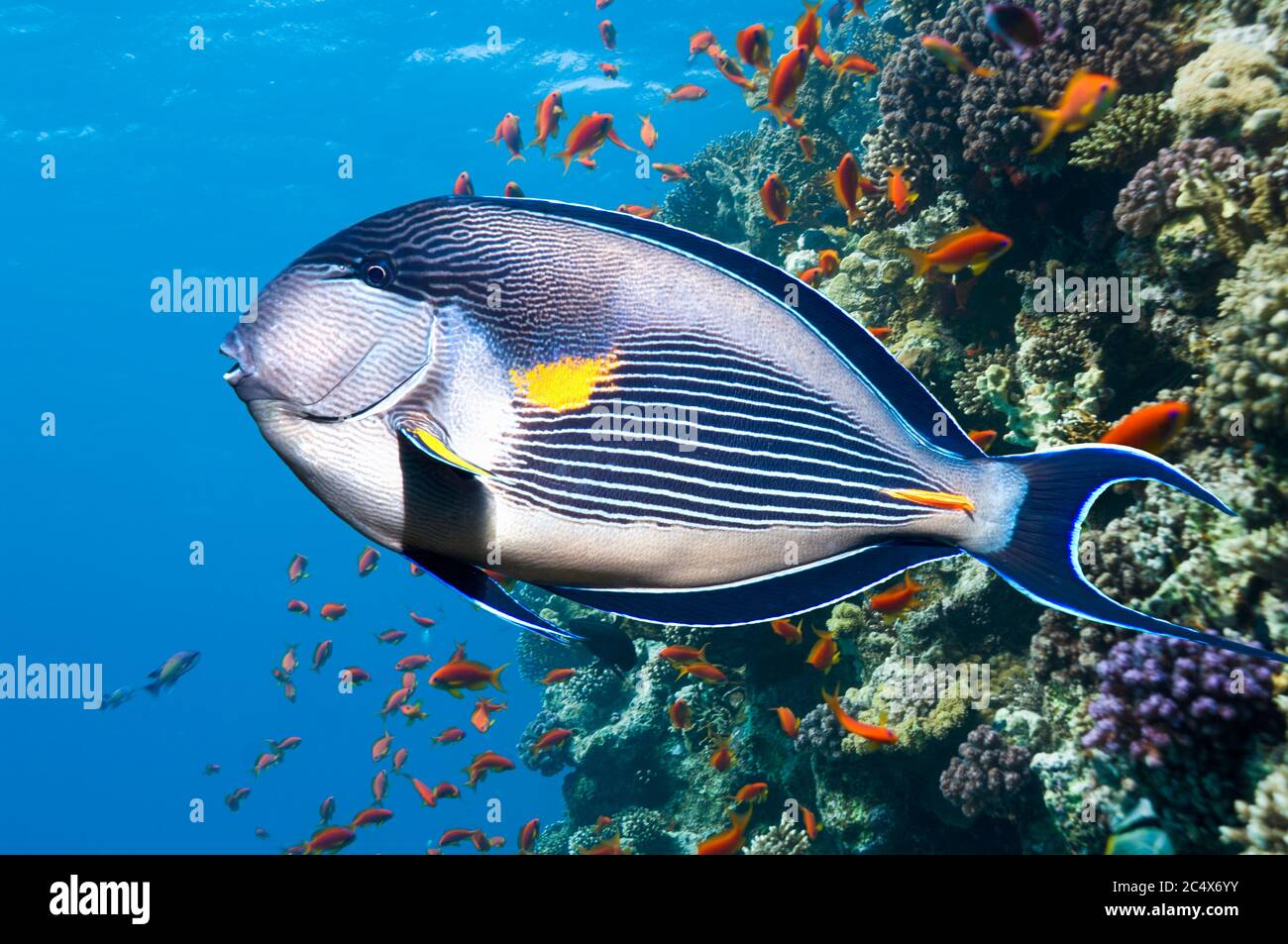 Sohal-Surgeonfish (Acanthurus sohal). Rotes Meer und Arabisches Meer endemisch. Ägypten, Rotes Meer. Stockfoto