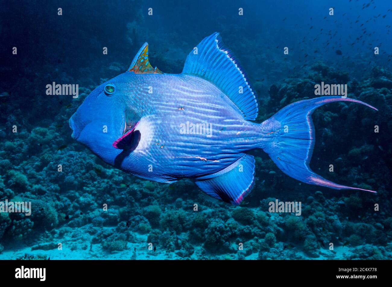 Blauer Drückerfisch [Pseudobalistes Fuscus].  Ägypten, Rotes Meer.  Indo-Pazifik. Stockfoto