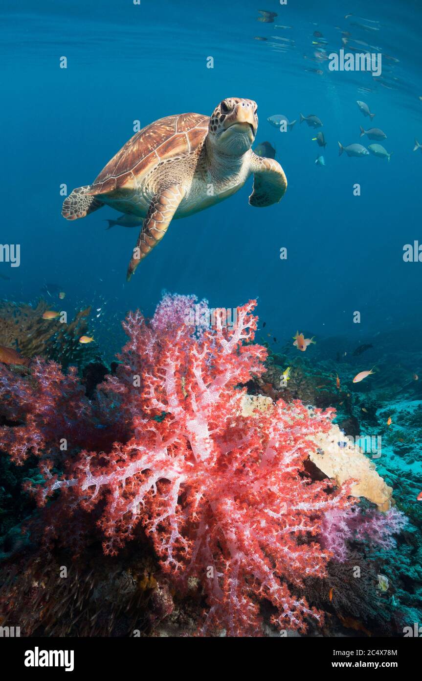 Grüne Schildkröte (Chelonia mydas) schwimmend über Korallenriff mit Weichkorallen (Dendronephthya sp). Stockfoto