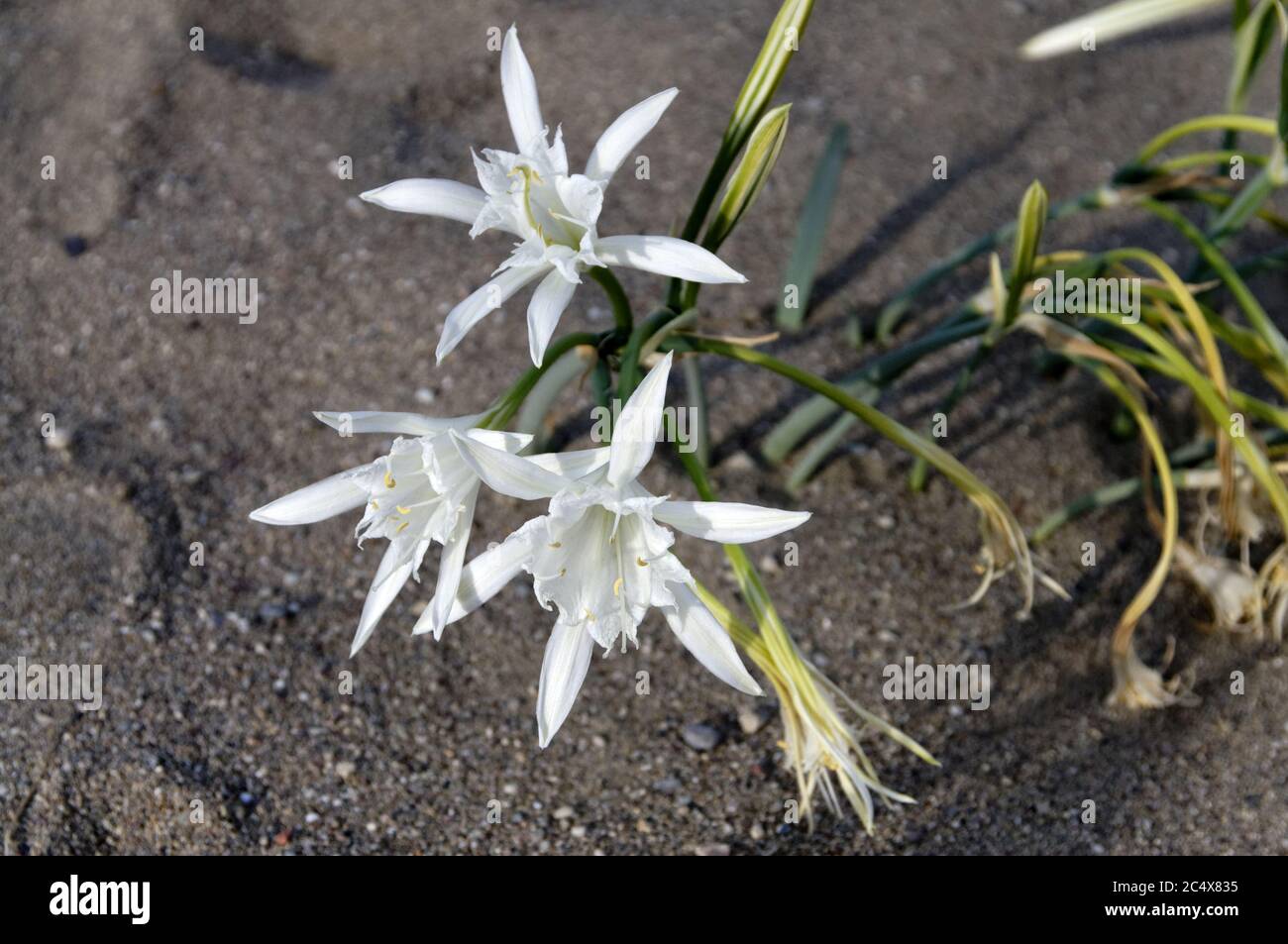 Meer Narzisse Pancratium maritimum, Stegna Beach, Archangelos, Rodes, Dodekanes, Griechenland. Stockfoto