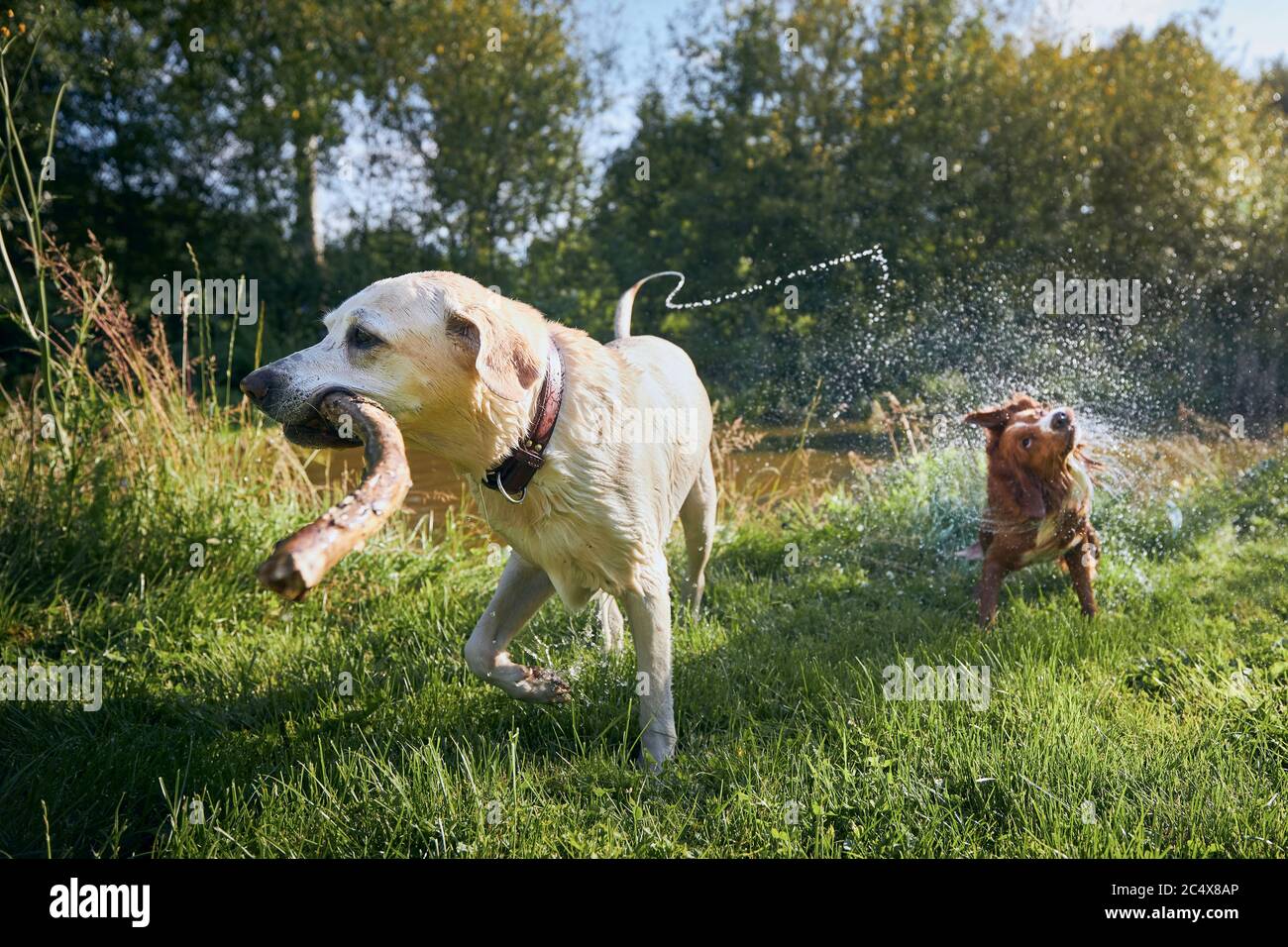 Zwei verspielte Hunde in der Natur. Labrador Retriever und Nova Scotia Duck Tolling Retriever am Flussufer bei Sonnenuntergang. Stockfoto