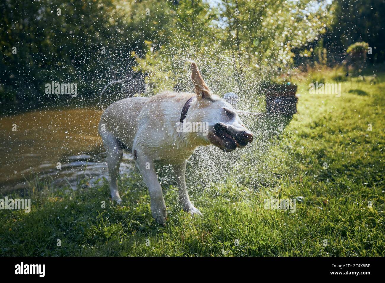 Hund (labrador Retriever) Schütteln Wasser nach dem Schwimmen im Teich bei Sonnenuntergang. Stockfoto