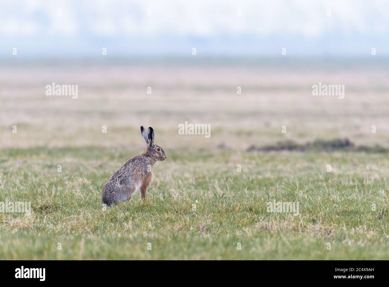 Eine europäische Hare (Lepus europaeus) ist aufrecht sitzend in einem Feld und beobachtet seine Umgebung. Stockfoto