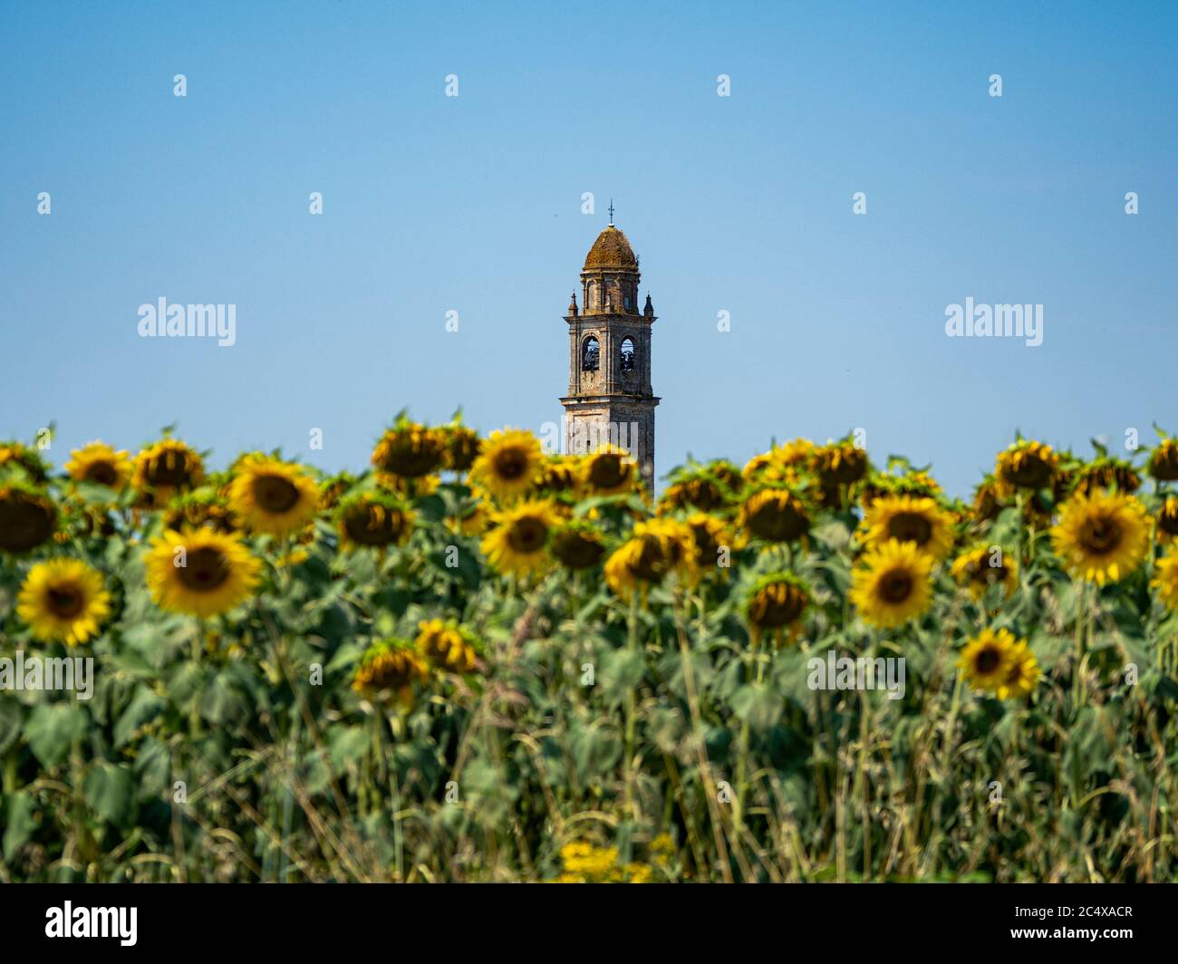 Sonnenblumen im Sommer Stockfoto