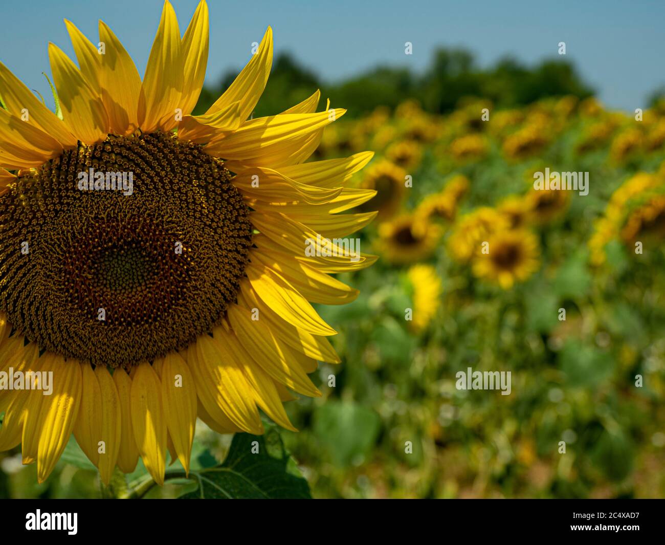 Sonnenblumen im Sommer Stockfoto