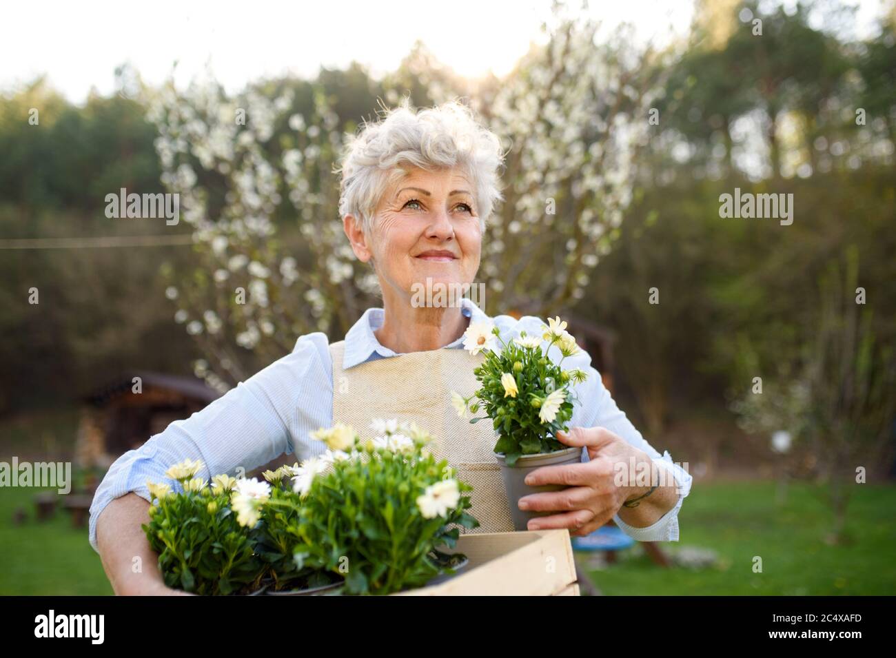 Ältere Frau im Sommer gärtnern, hält blühende Pflanzen. Stockfoto