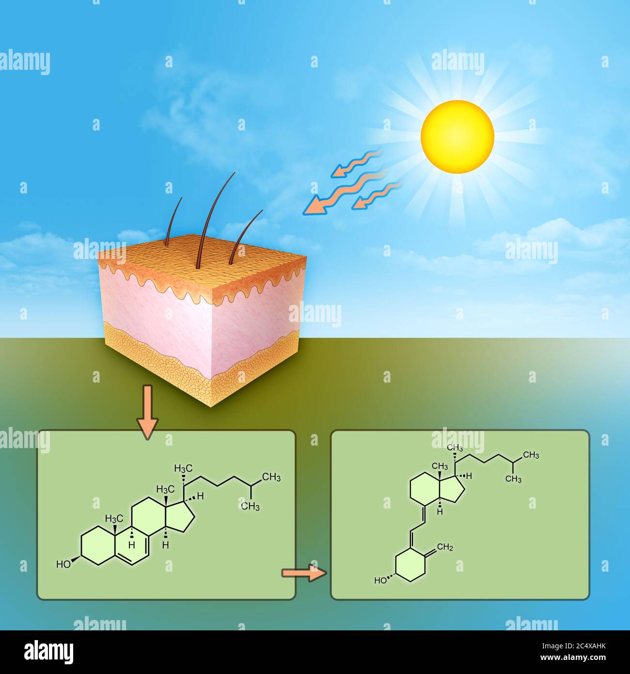 Die Synthese von Vitamin D durch UV-Strahlen Hautexposition. Digitale Illustration. Stockfoto