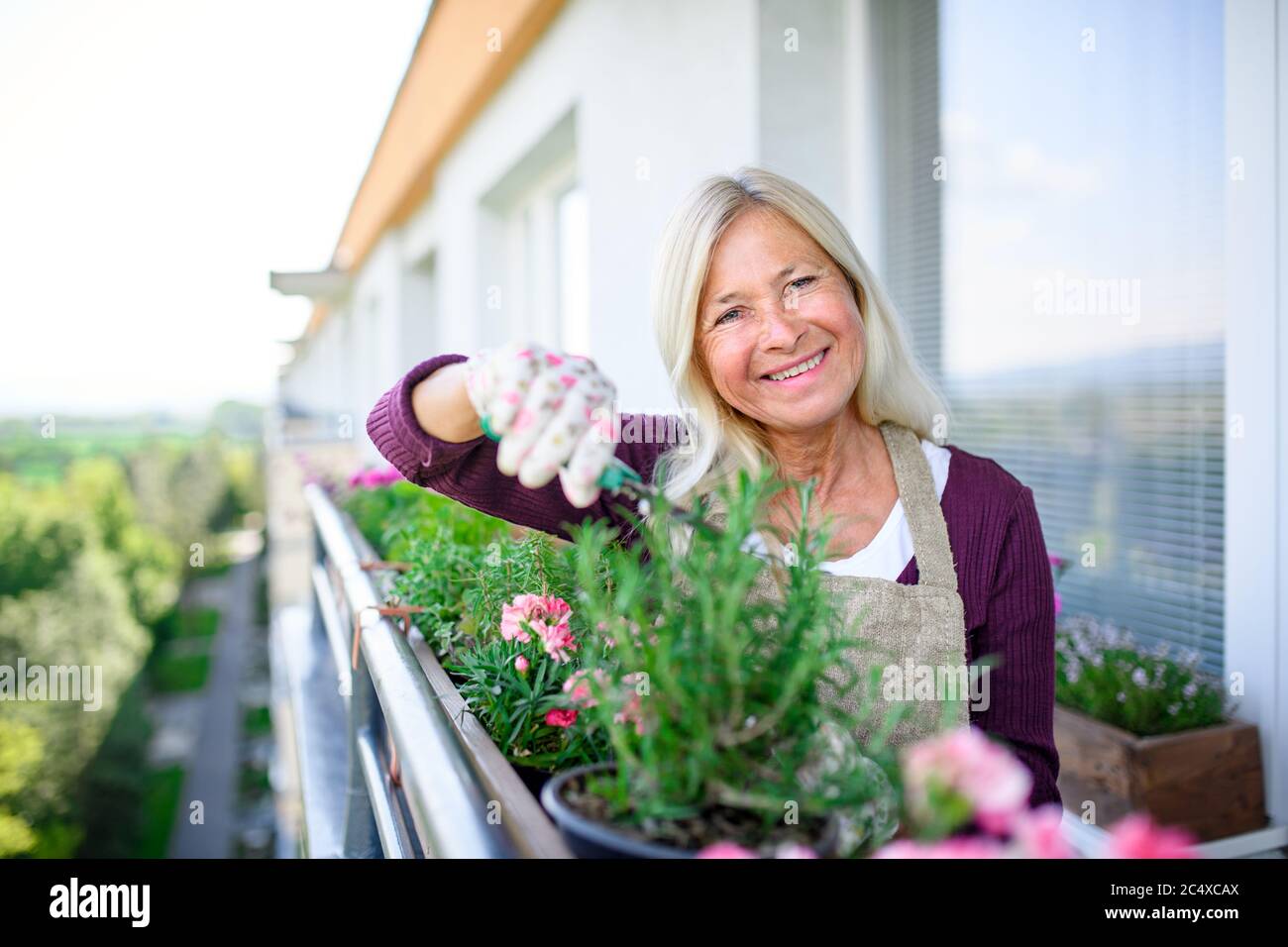 Ältere Frau im Sommer auf dem Balkon gärtnern, Kräuter schneiden. Stockfoto